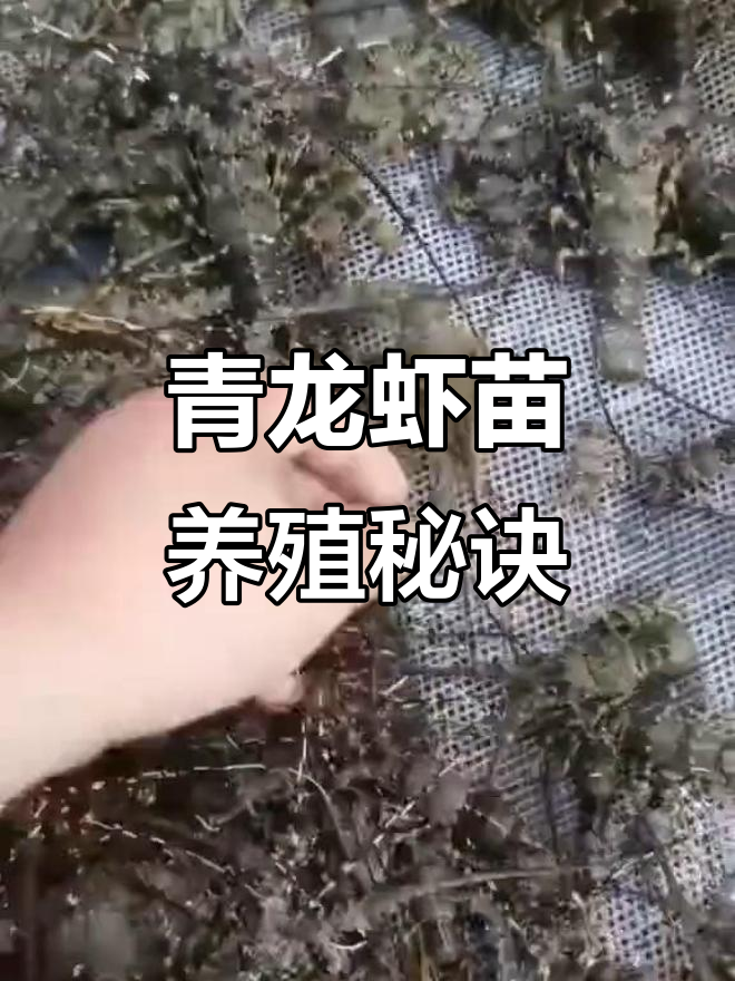 青龙虾苗养殖技巧,渔乡子水产种苗助力成功