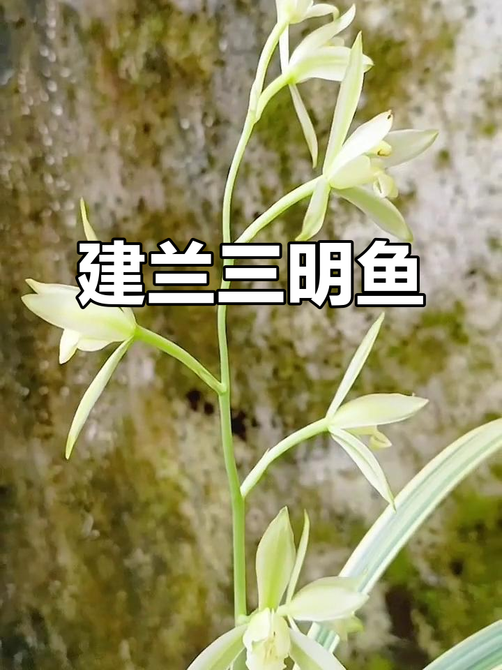 三明鱼魫素：兰花与艺术的完美结合