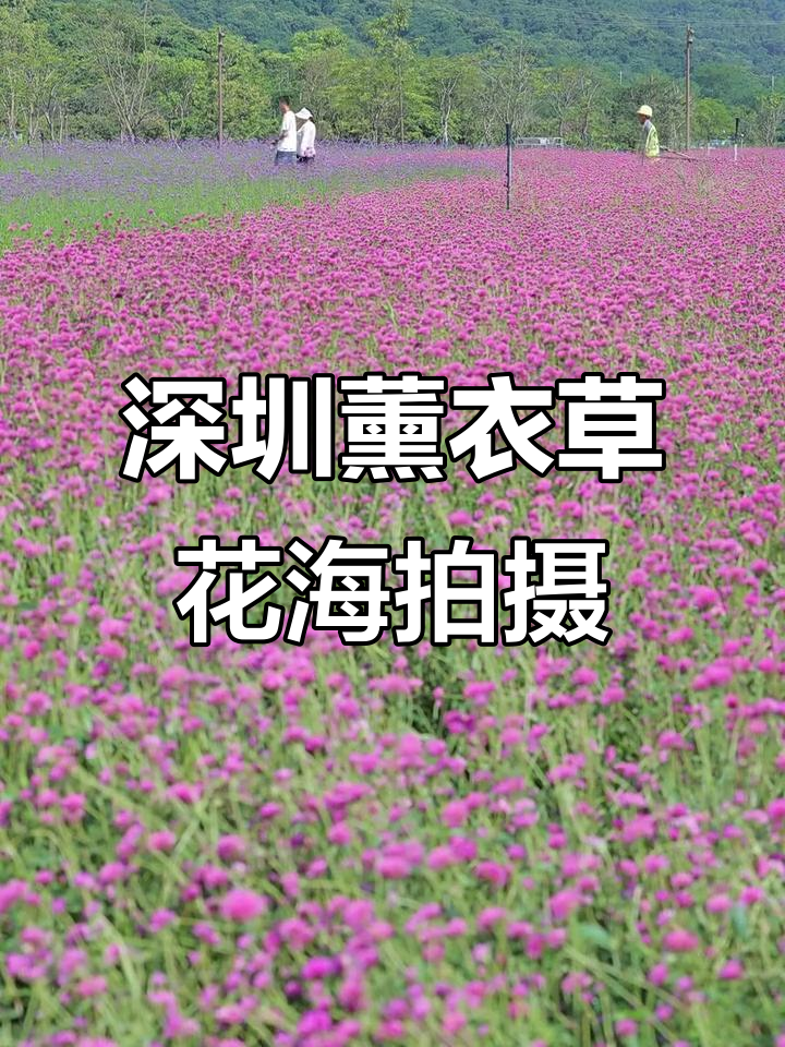 深圳薰衣草千层蛋糕花海,拍照技巧大公开