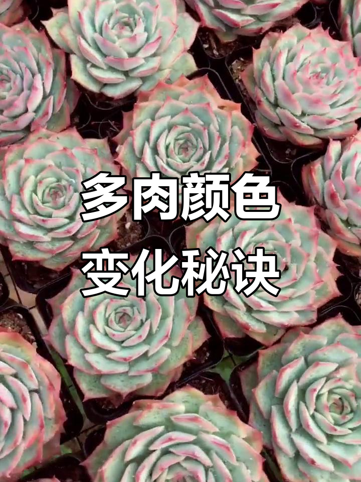粉色多肉晒太阳变美,浇水技巧大公开