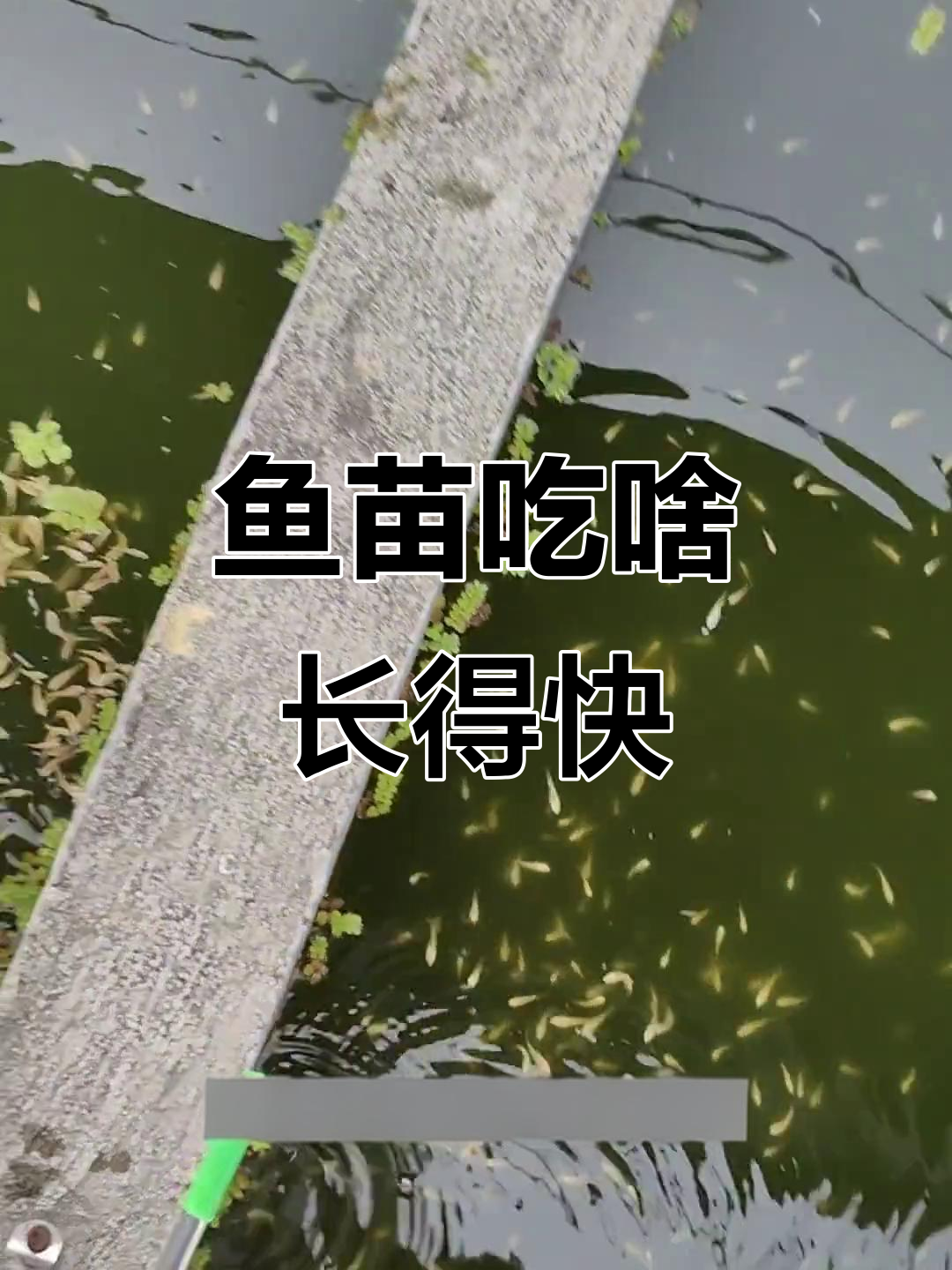 鱼苗吃什么能快速长大?饲料、丰年虾还是水藻?