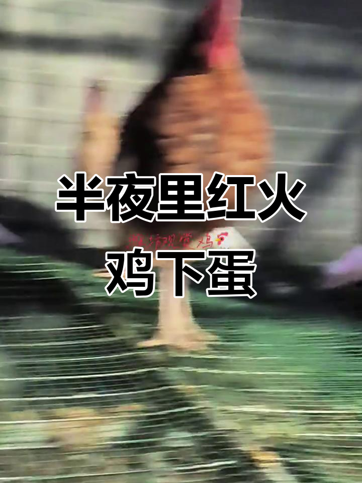 红火鸡半夜产蛋,生物钟彻底乱了
