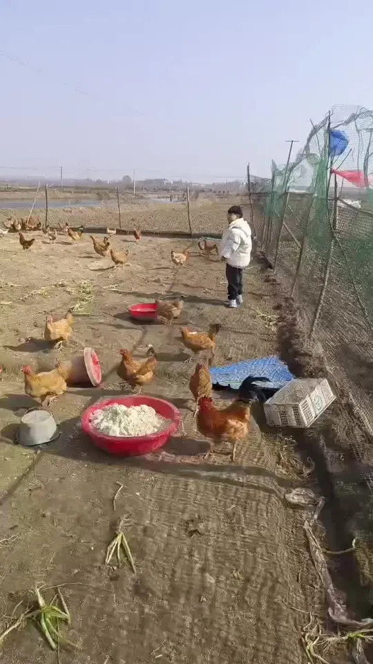 体验原生态乡村生活，感受农村散养土鸡的魅力