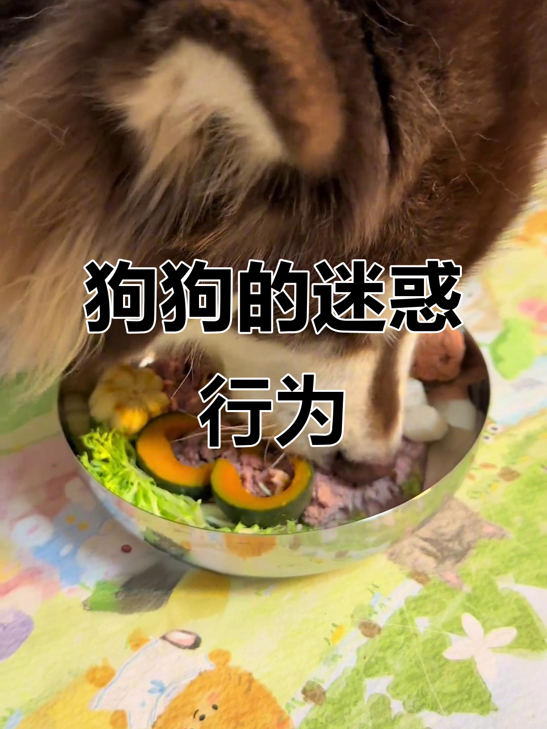 小狗绿豆糕大快朵颐,吃不停口!