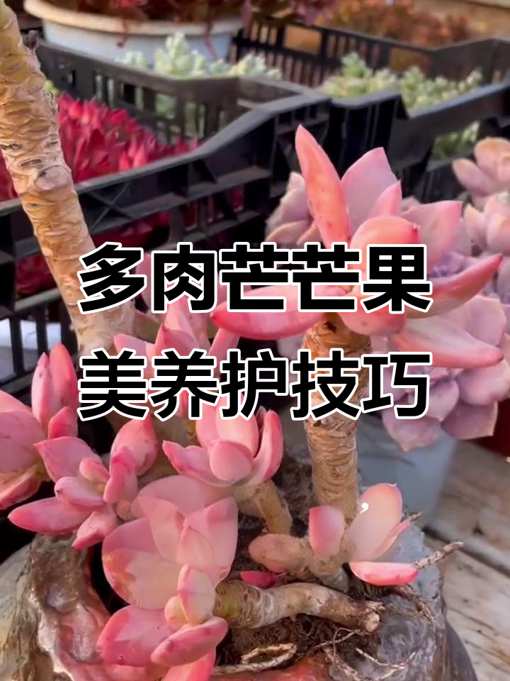 芒果美人多肉养护全攻略：光照不足，叶片变绿