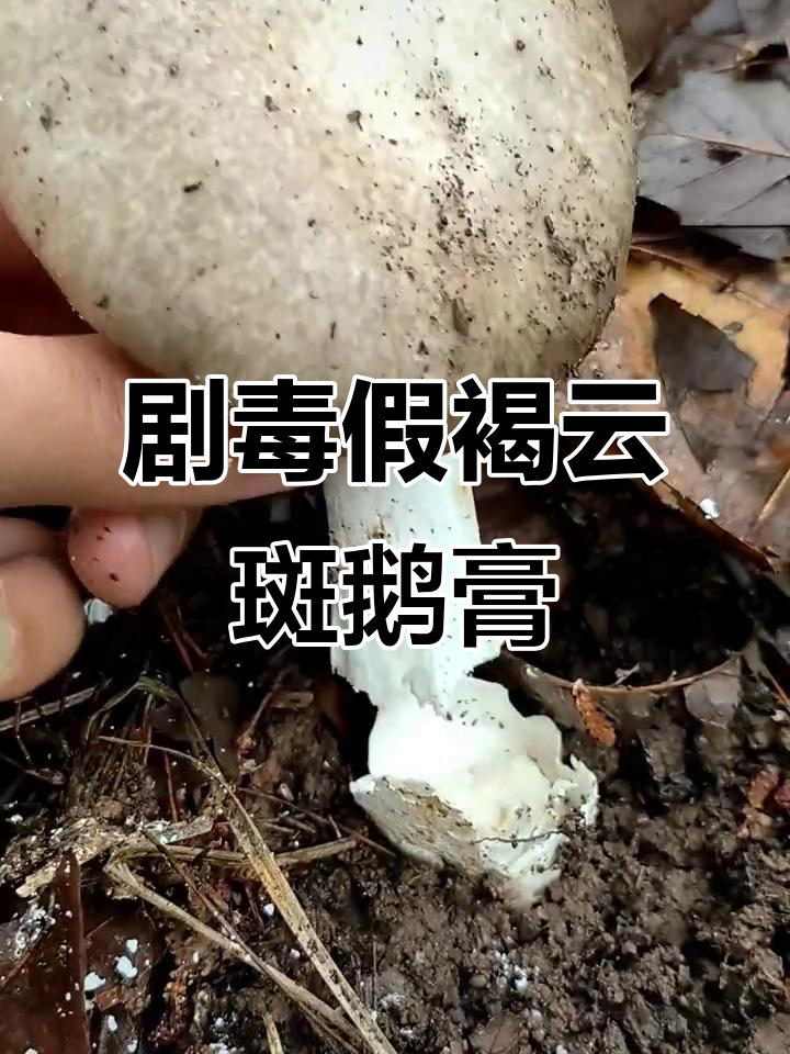 假褐云斑鹅膏:致命毒蘑菇,误食可能中毒!