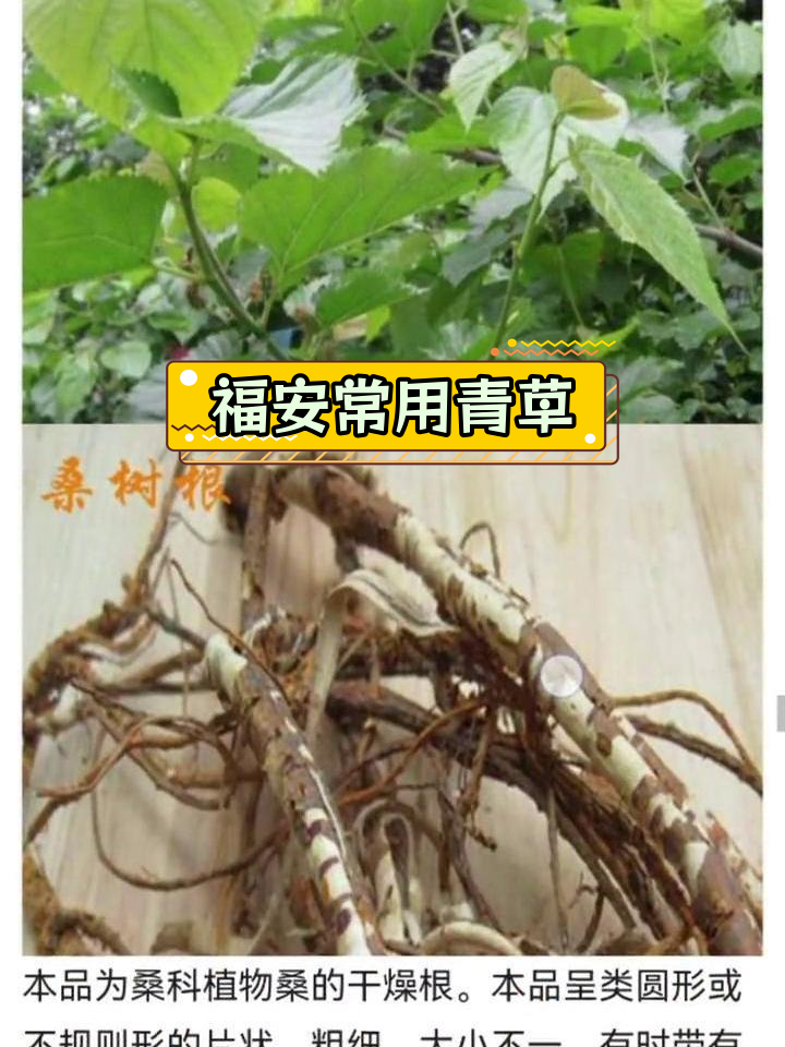 福安常见青草药30种(下)