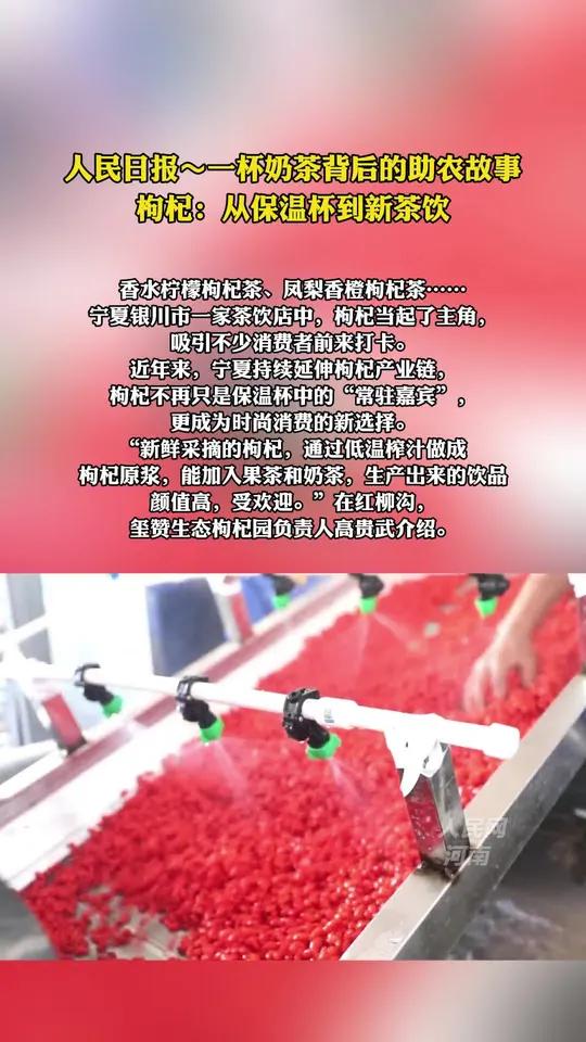 人民日报～一杯奶茶背后的助农故事 枸杞:从保温杯到新茶饮  香水柠檬枸杞茶、凤梨香橙枸杞茶
