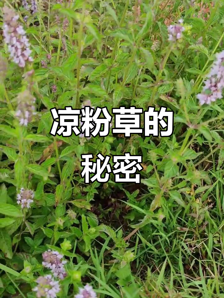 农村常见凉粉草,夏季清凉必备!