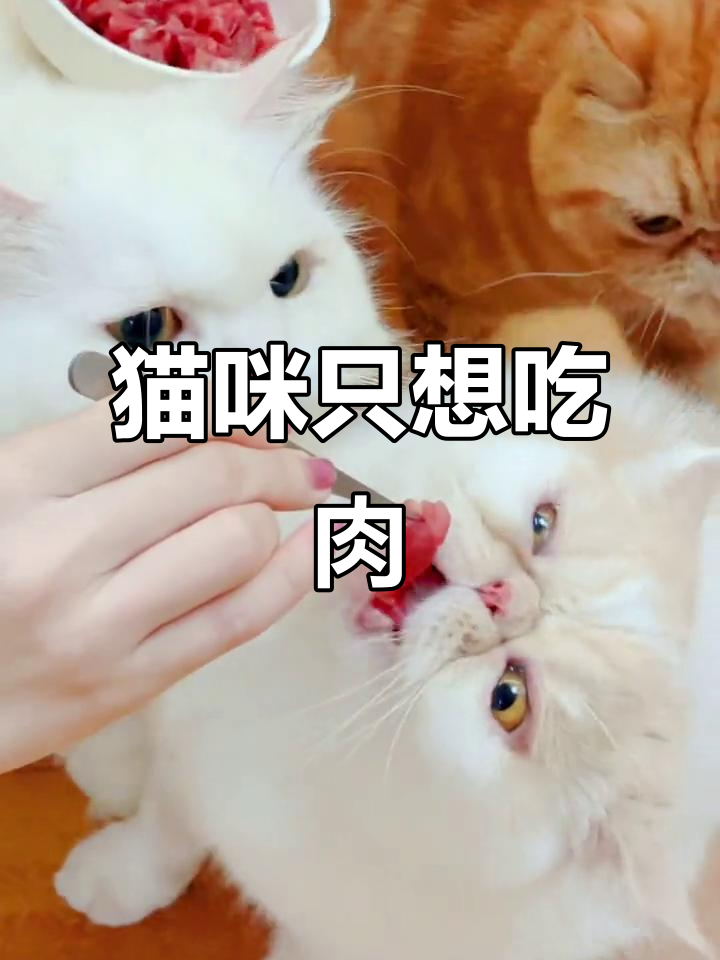 小猫咪的“坏心眼”就是想吃肉,太可爱了!