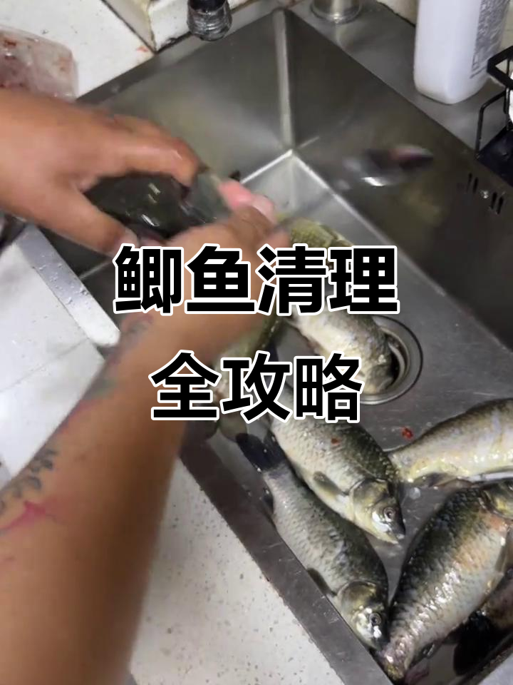 在家轻松处理鲫鱼,宰杀刮鳞一步到位!