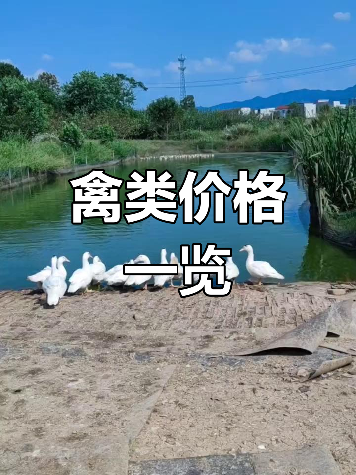 洋鸭100元,麻鸭60元,小鸡5只仍为百元