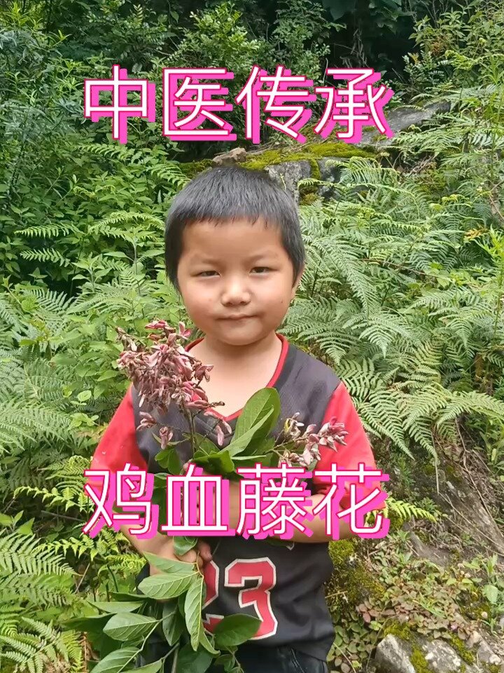 鸡血藤花,活血通络,补气补血,妇科病