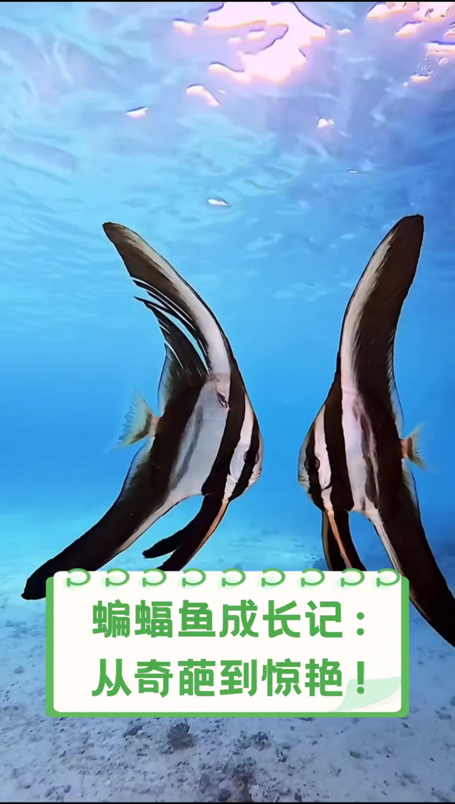蝙蝠鱼成长记:从奇葩到惊艳!