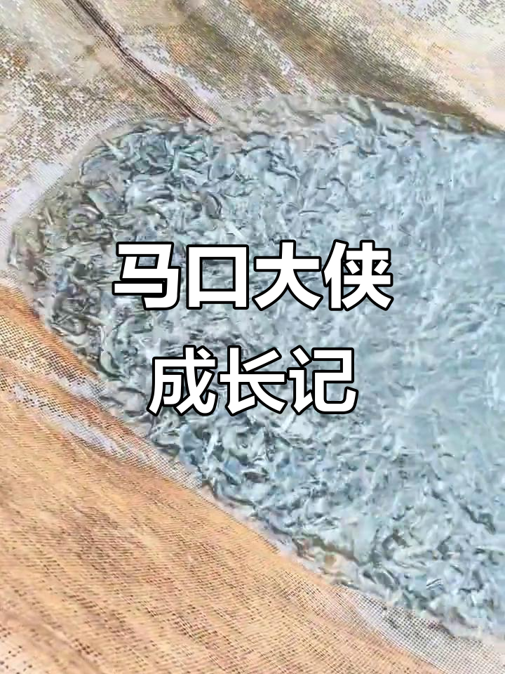 马口鱼苗的成长之路,探索水族世界的奥秘