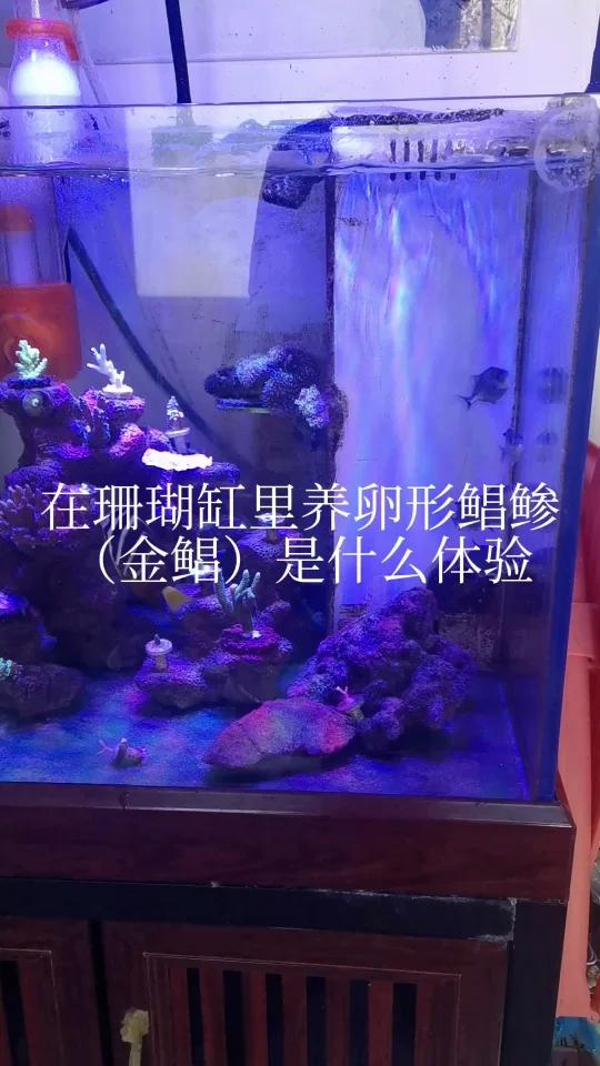 替大家尝试珊瑚缸养卵形鲳鲹(金鲳)