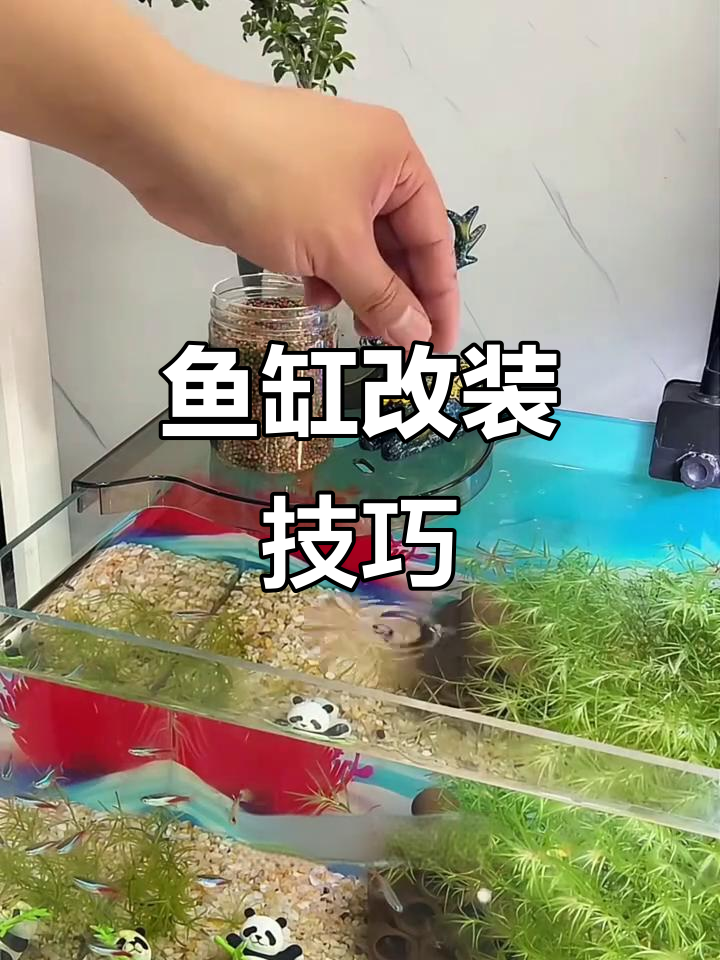 鱼缸改造小妙招,过滤器+水培植物让水质更清新