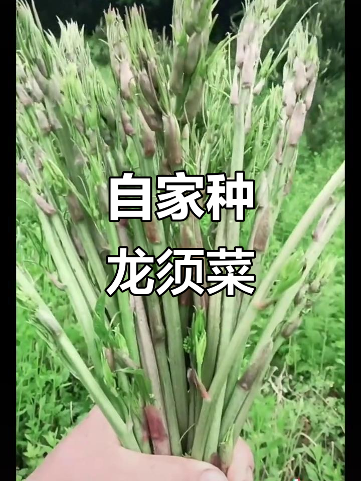龙须菜人工种植，轻松搞定山野味