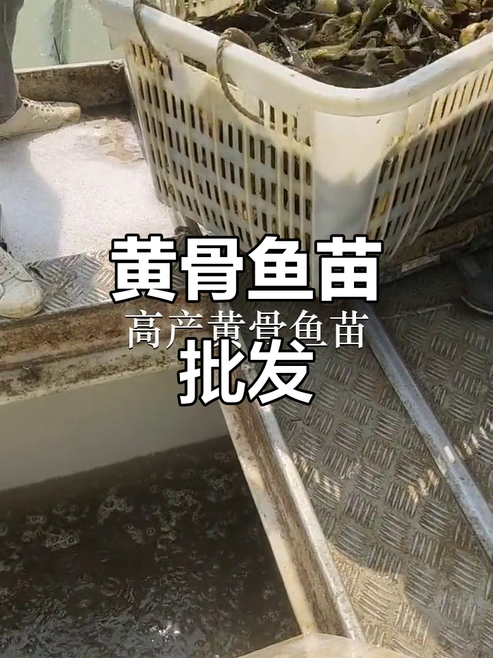 优质黄骨鱼苗，批发供应，各地均有分场