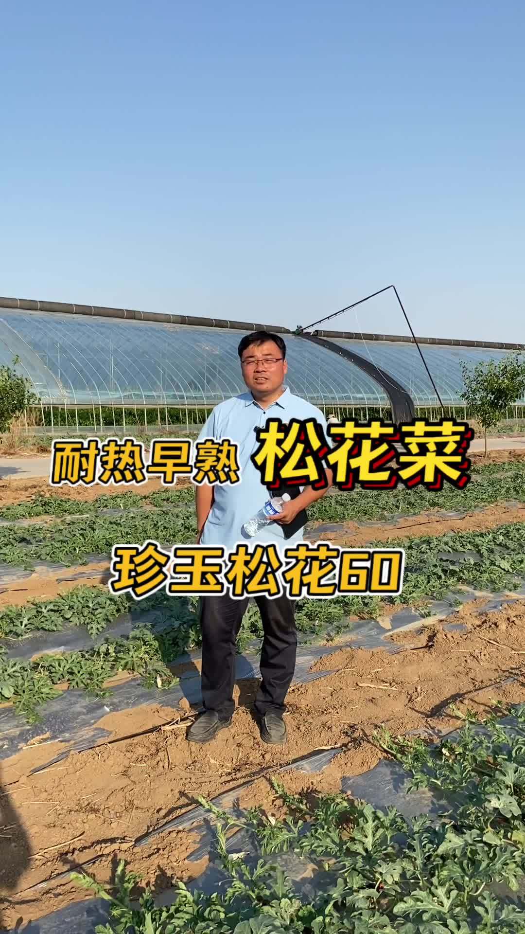 耐热早熟 松花菜 -珍玉松花60,商品性好,补市场空缺行情好!