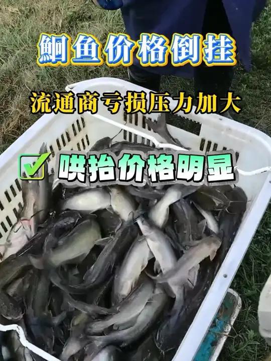 鮰鱼部分产区报价虚涨，但整体有价无市、流通低迷，价格倒挂现象明显。#水产养殖 #鮰鱼养殖 