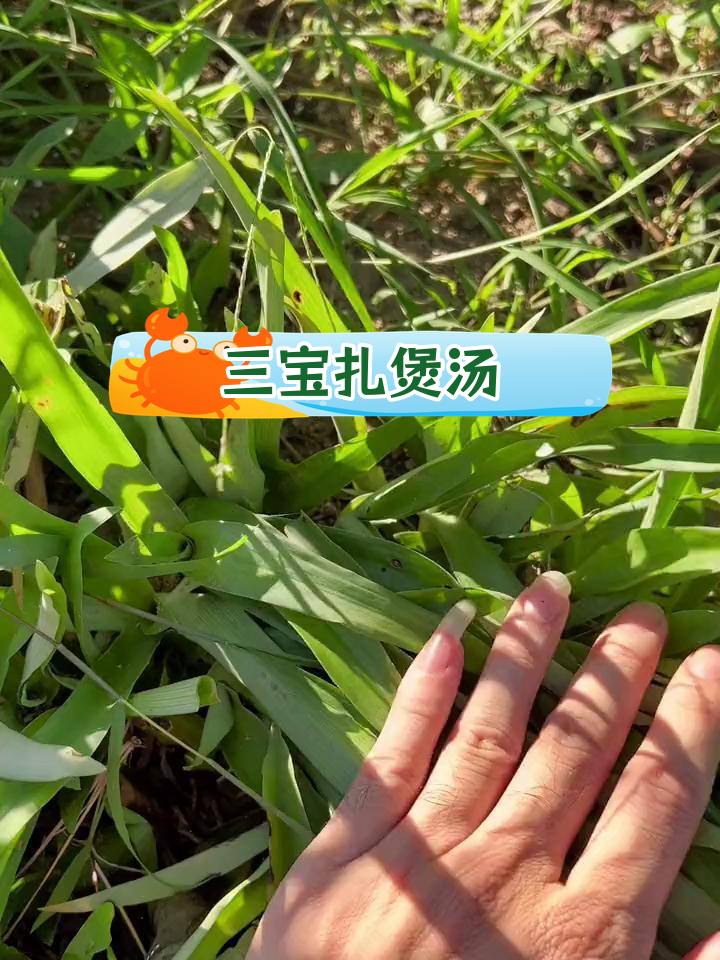 痰火草与三宝扎的完美搭配