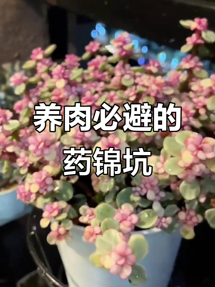 90%养肉人都踩过的坑，药锦多肉的真相