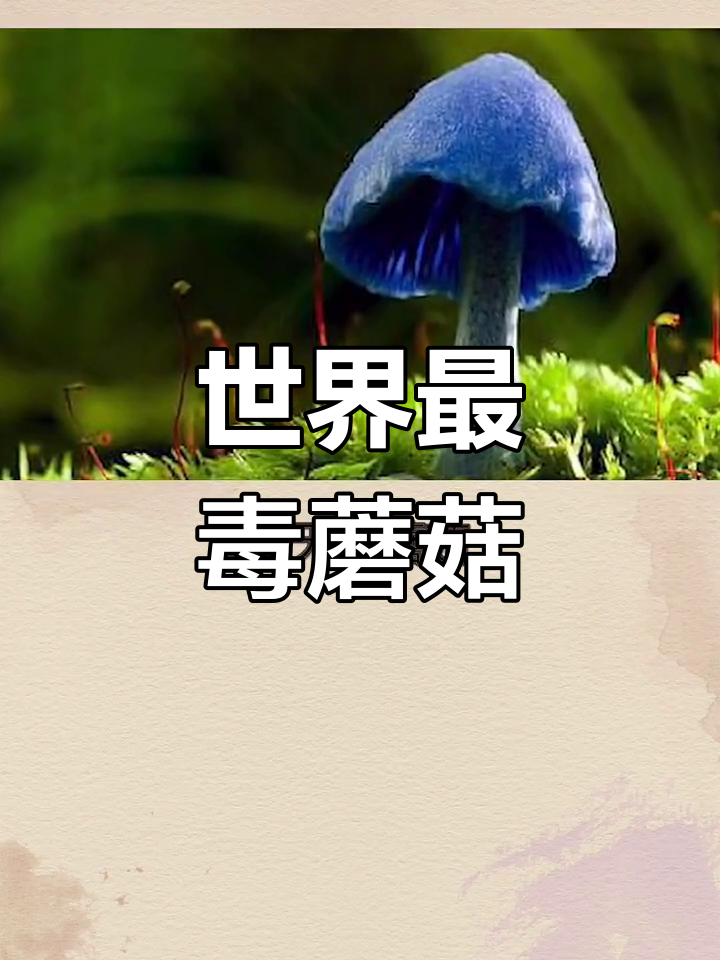 全球十大危险蘑菇,避免采摘