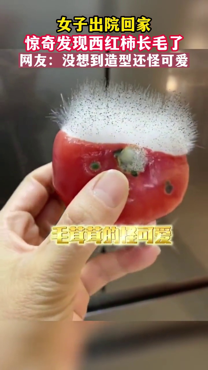 女子出院回家,惊奇发现西红柿长毛了