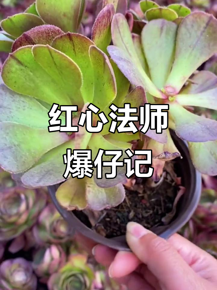 摘心大法20天,红心沙拉碗法师爆仔效果惊人