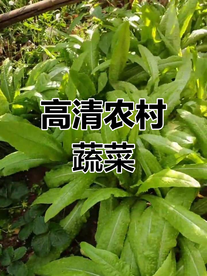 自家菜园的4K高清美景