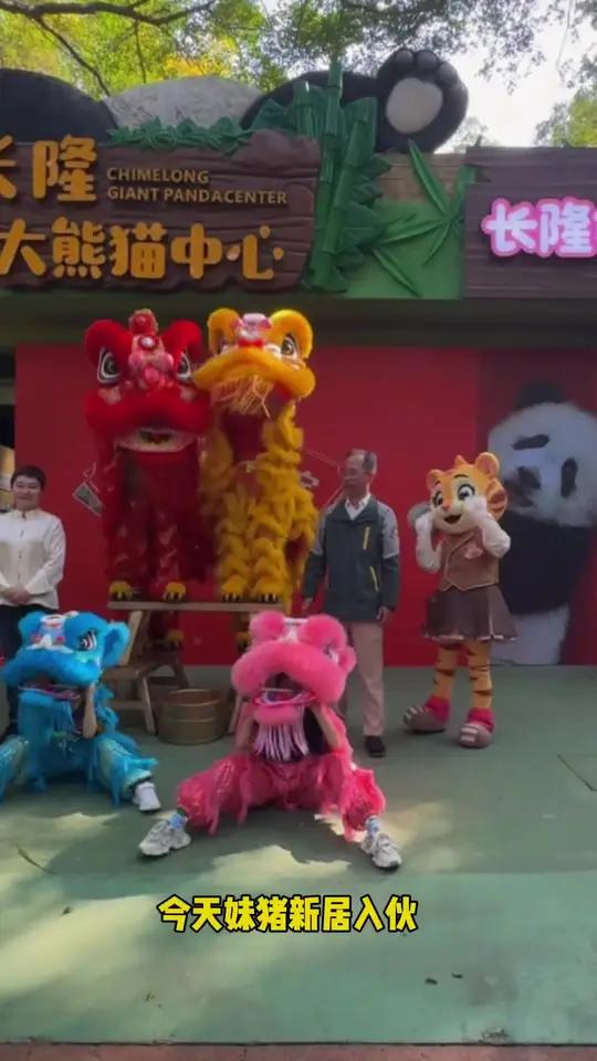 妹猪新居入伙收礼收到手软～大家吃席好热闹!妹猪社恐逃跑了好几次哈哈哈