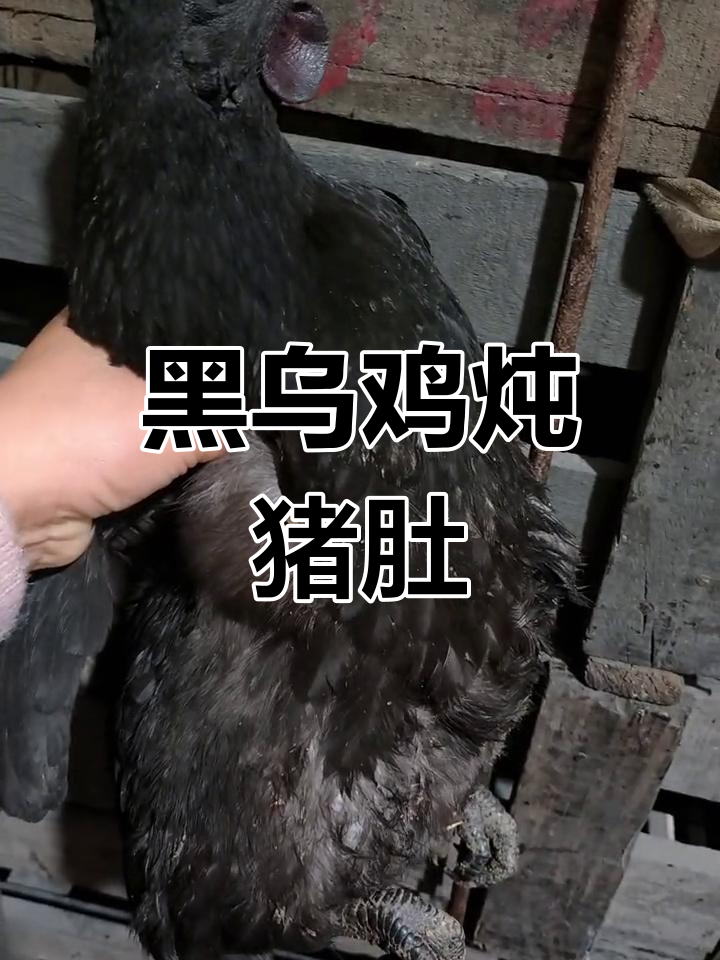 农家土乌鸡炖猪肚,黑乎乎的让人找不到!