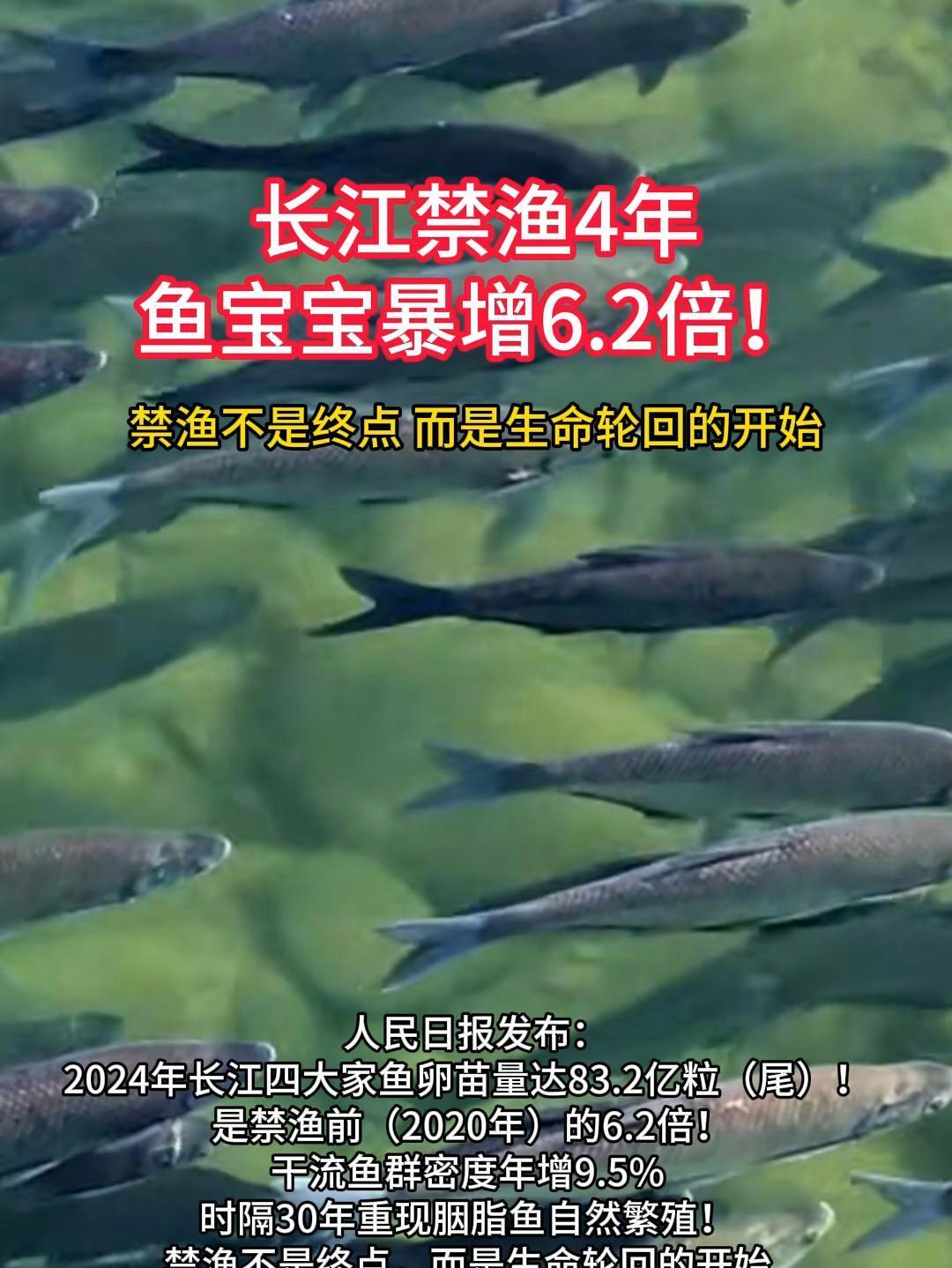 人民日报发文称:长江流域水生生物资源恢复态势向好,四大家鱼卵苗资源量是2020年的6.2倍
