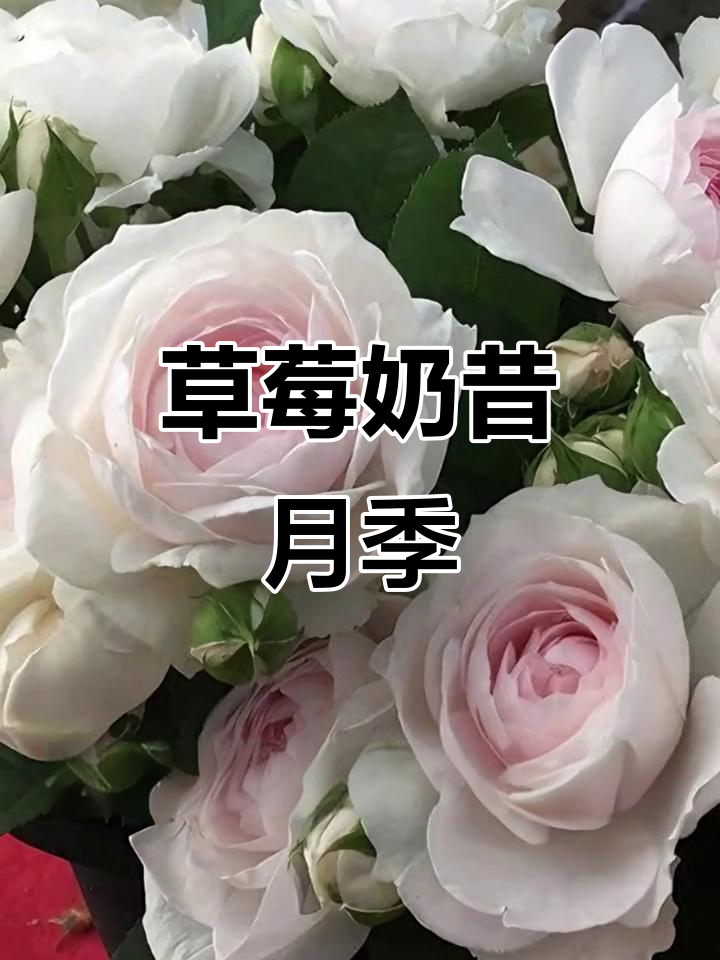 草莓奶昔月季:粉嫩可爱,香气扑鼻,阳台种植首选