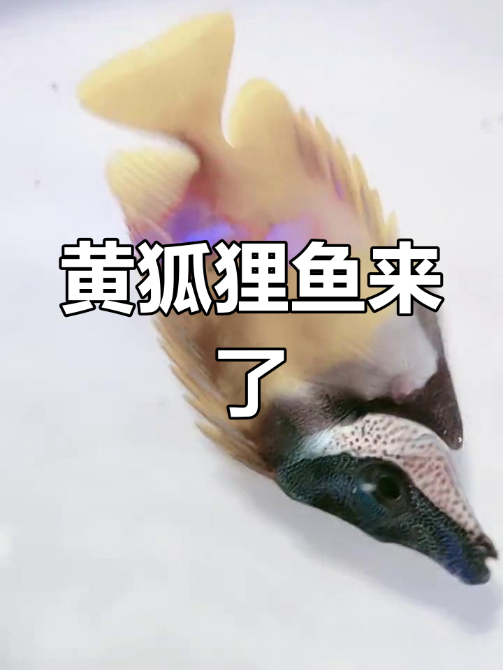 新到黄狐狸鱼,未来能长20厘米