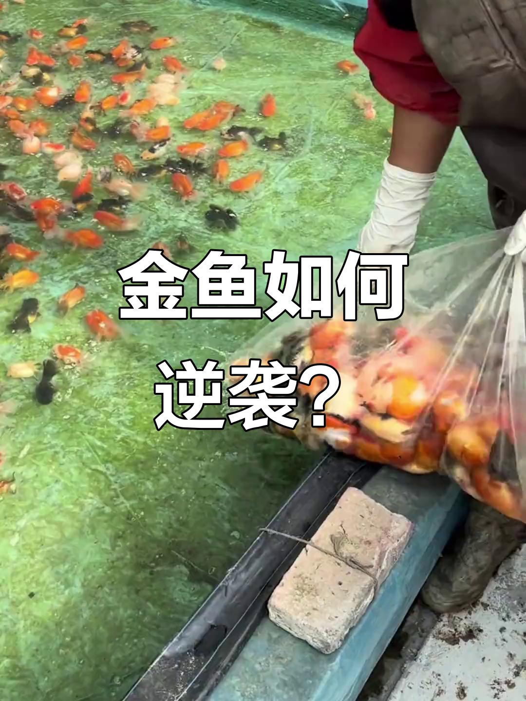 泰狮金鱼过温又过水,竟然能活得如此生猛!