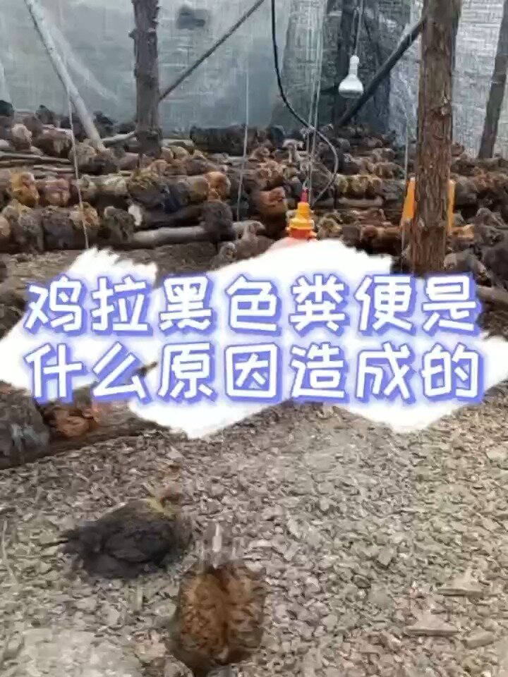 鸡大便黑色是什么原因鸡拉黑色的稀屎怎么办
