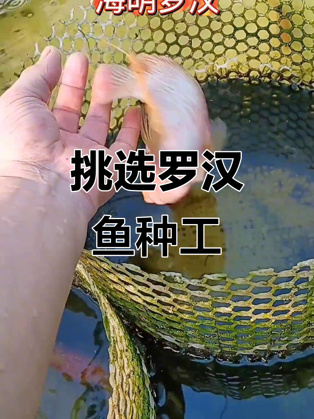 罗汉鱼繁殖技巧大揭秘，种公母鱼的完美搭配