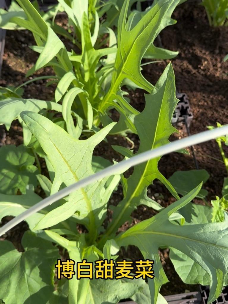 楼顶种菜:广东9月份可以种这些叶菜了 楼顶种菜 广东九月份种什么菜 9月种什么菜 博白甜麦