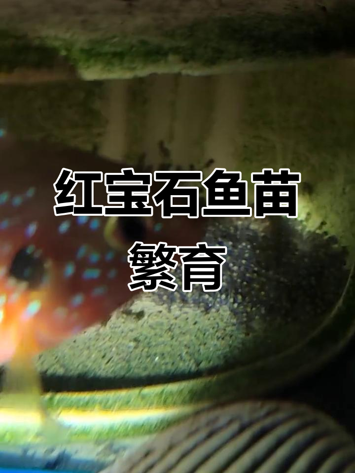 红宝石鱼繁殖全过程揭秘,从受精到孵化