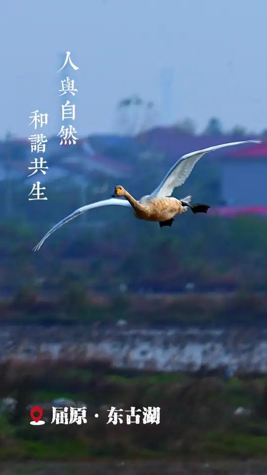 每一次振翅都带着诗意,每一次滑翔都写满自由,天鹅用舞姿诠释着生命的灵动与自然的和谐。天鹅降
