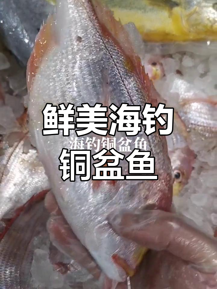 海钓铜盆鱼,红烧葱油味十足,新鲜美味不容错过