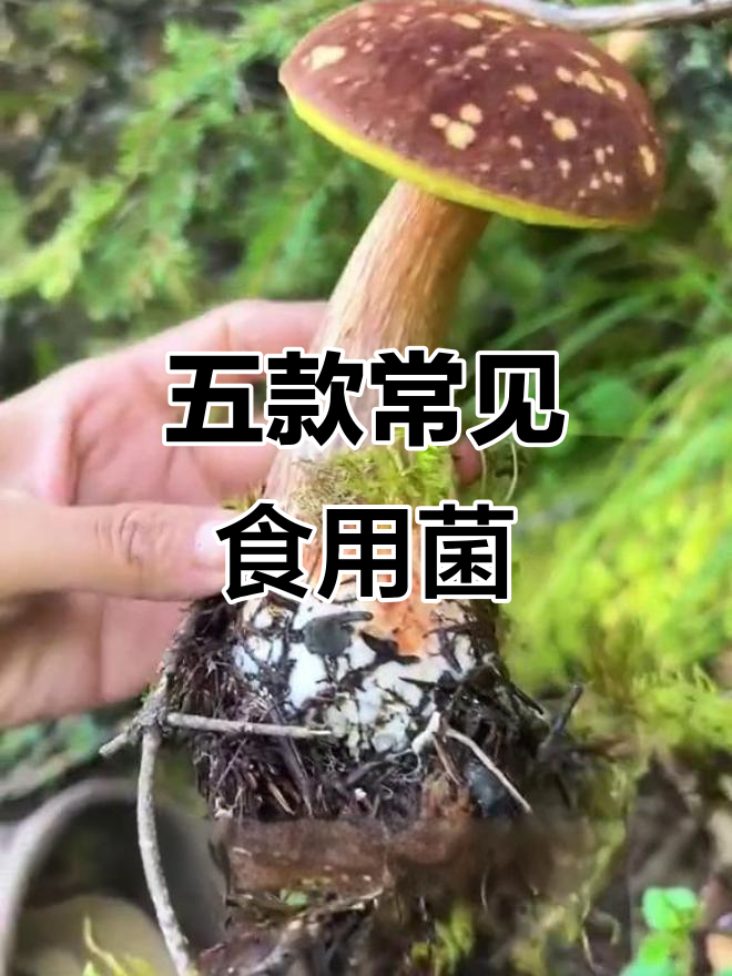 5种美味蘑菇,做法超简单!