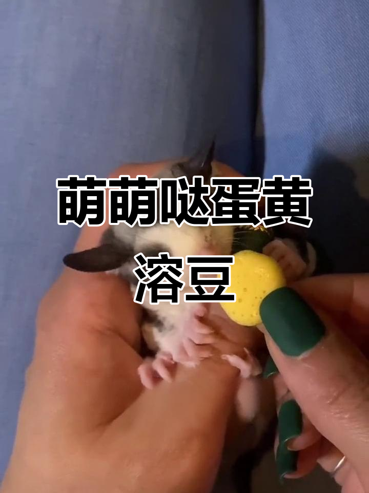 给肉丸子加点蛋黄溶豆,萌态十足超可爱