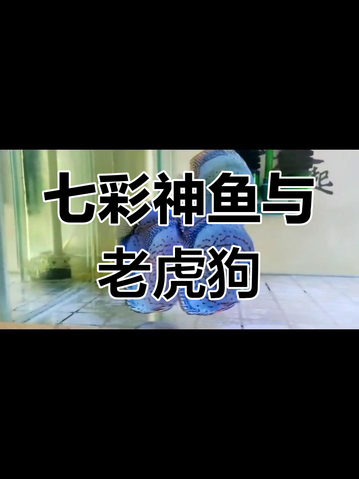 七彩神仙鱼蓝色天花板,高身劈头老虎狗的魅力展示