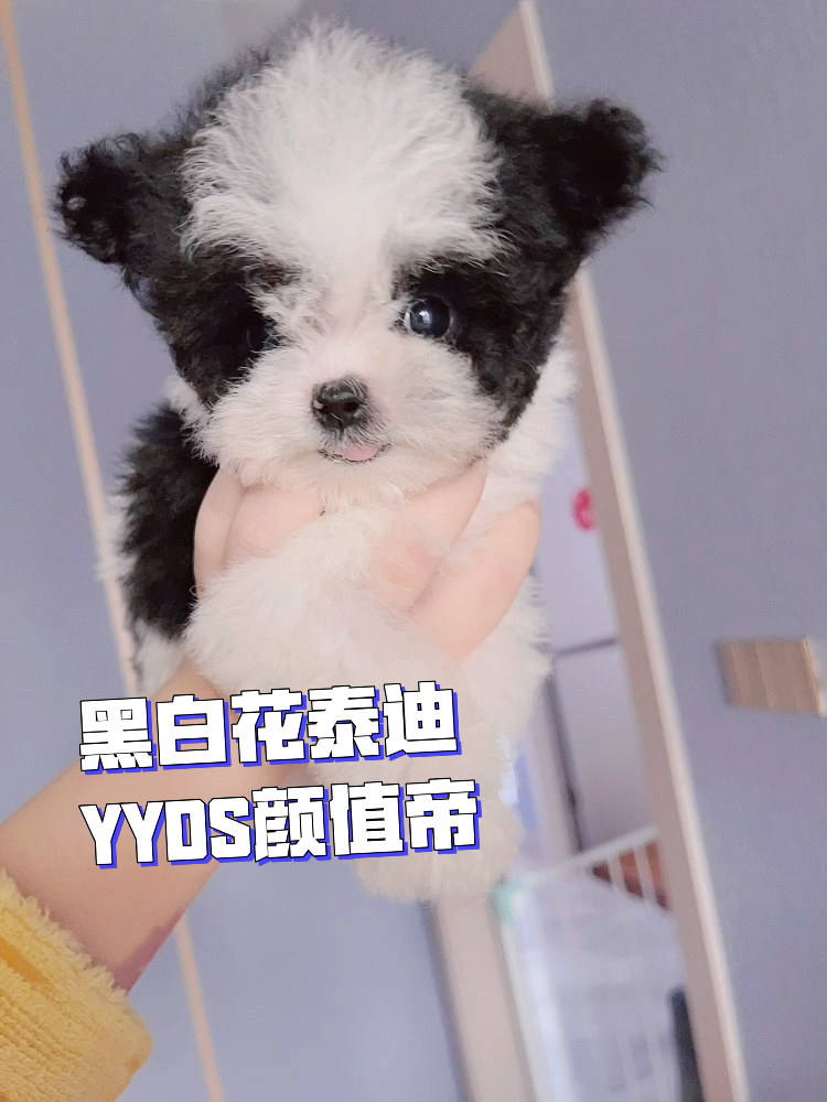 太可爱了吧 黑白花泰迪