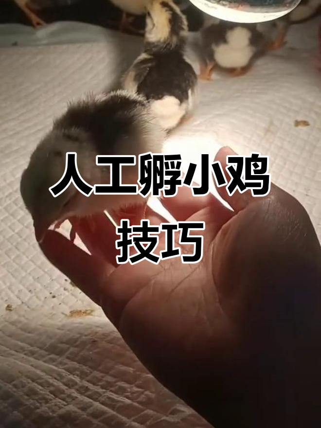 小鸡孵化全过程,手忙脚乱变有序