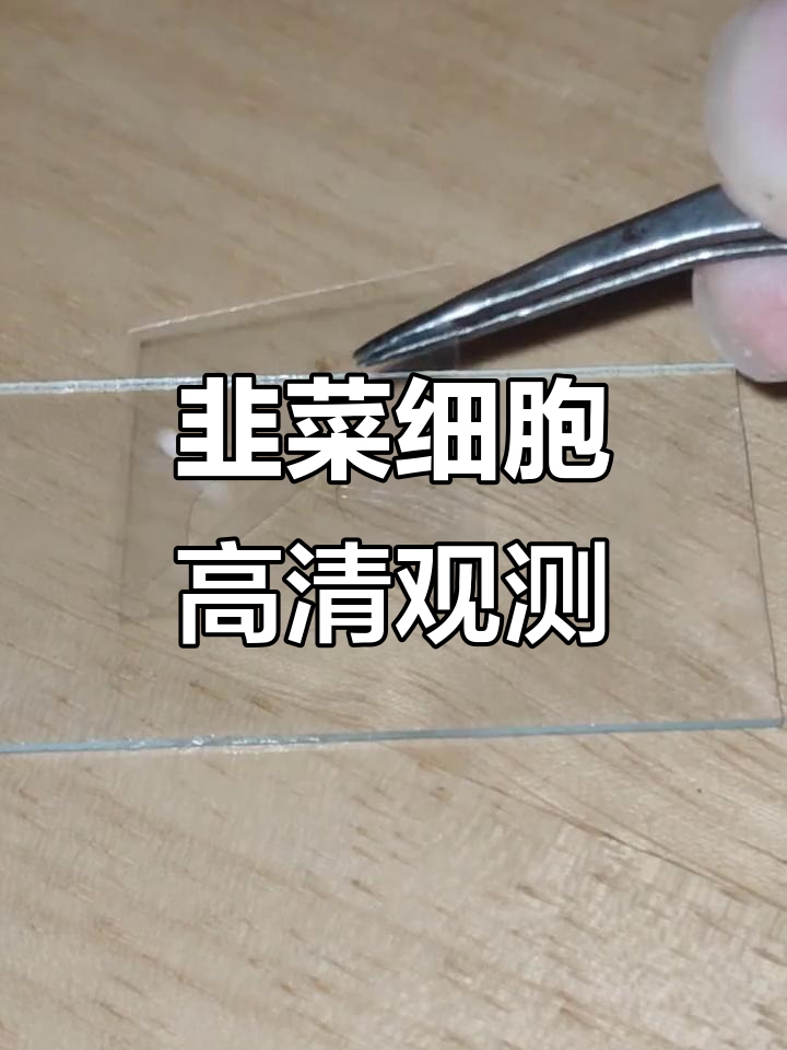 自制显微镜观察韭菜细胞，长条形结构清晰可见