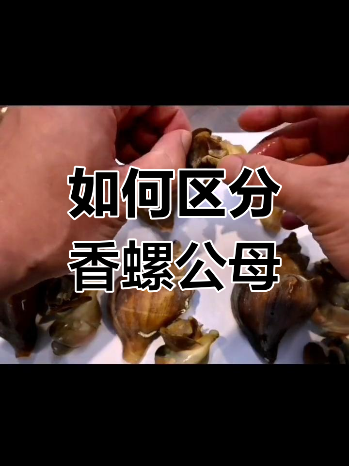 香螺公母如何分辨?外观特征能判断吗